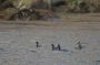 Baja05 - 096 * Eared grebes